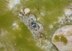 Pachygrapsus transversus