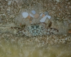 Pachygrapsus transversus