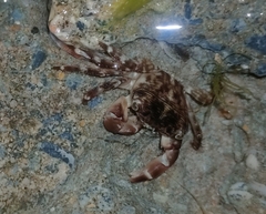 Pachygrapsus transversus