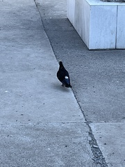 Columba livia domestica