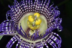 Passiflora serratodigitata
