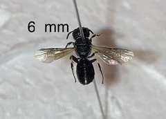 Hylaeus cornutus