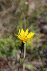 Microseris borealis