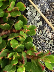 Muehlenbeckia volcanica