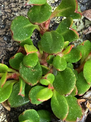 Muehlenbeckia volcanica