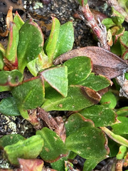 Muehlenbeckia volcanica