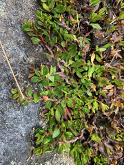 Muehlenbeckia volcanica