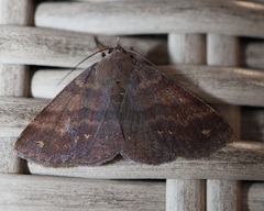 Ophyx eurrhoa