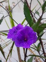 Ruellia simplex