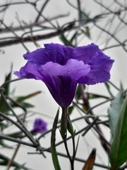 Ruellia simplex