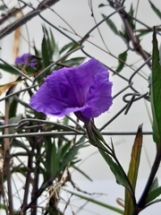 Ruellia simplex