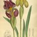 Iris reichenbachii - Photo M.S., לא ידועות מגבלות של זכויות יוצרים  (נחלת הכלל)