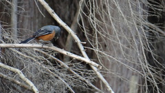 Microspingus lateralis