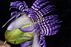 Passiflora serratodigitata