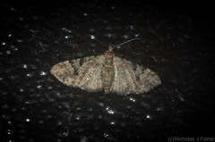 Chloroclystis embolocosma