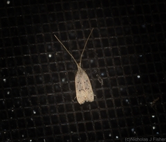 Lecithocera imprudens