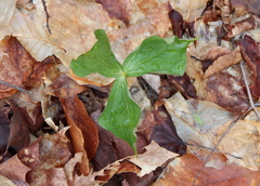 Trillium erectum