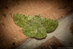 Aeolochroma viridicata