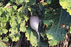 Philodendron maximum