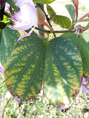 Bauhinia variegata candida