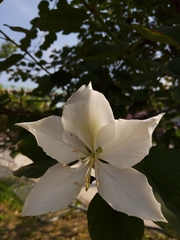 Bauhinia variegata candida
