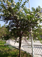 Bauhinia variegata candida