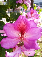 Bauhinia variegata candida