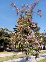 Bauhinia variegata candida