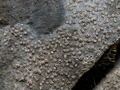 Petractis clausa