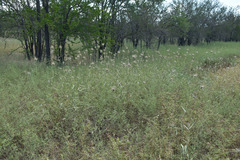Dichanthium sericeum polystachyum