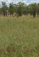 Dichanthium sericeum polystachyum