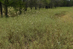 Dichanthium sericeum polystachyum