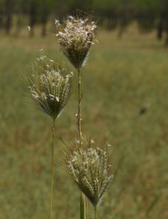 Dichanthium sericeum polystachyum