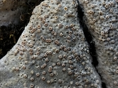 Petractis clausa