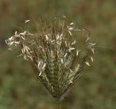 Dichanthium sericeum polystachyum