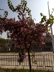Bauhinia variegata candida
