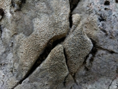 Petractis clausa