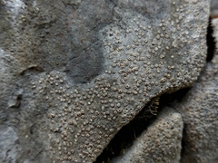 Petractis clausa