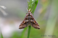 Diasemia accalis