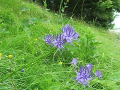 Phyteuma scheuchzeri