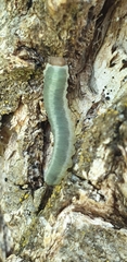 Apethymus cereus