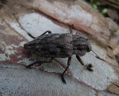 Dicerca moesta