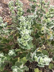 Pseudodictamnus acetabulosus