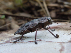 Dicerca moesta