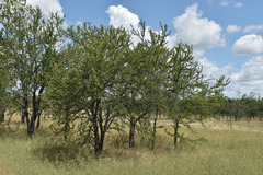 Excoecaria parvifolia