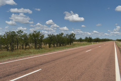 Excoecaria parvifolia