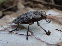 Dicerca moesta