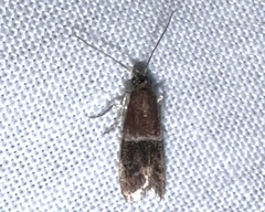 Moodna pallidostrinella