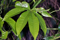 Passiflora serratodigitata