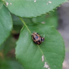 Harmonia axyridis